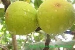راهکار طب سنتی برای چاق شدن