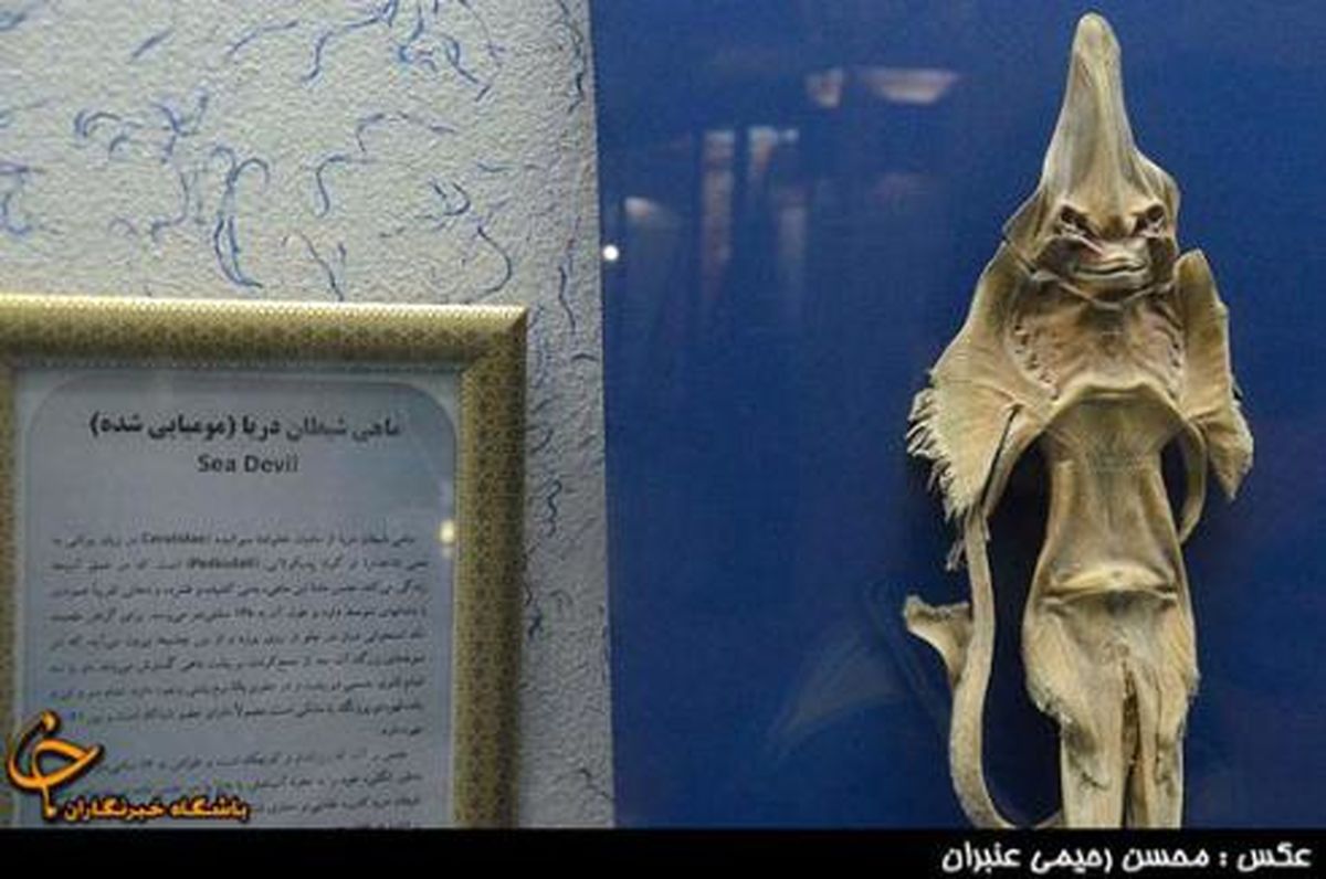 تصاویری از ماهی وحشتناک شیطان دریا