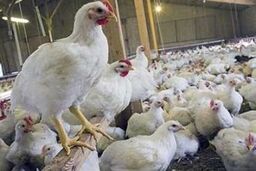 مرغ و ماهی برای عید گران نمی‌شود + قیمت‌ها