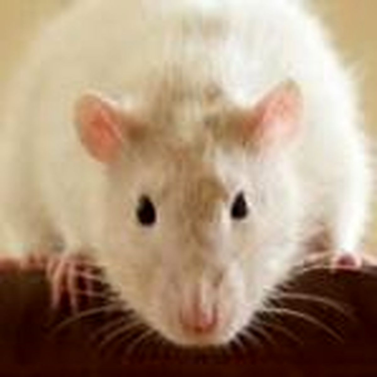 بازیابی حافظه موش های مبتلا به آلزایمر