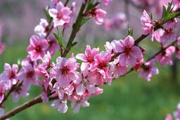 سالی که نکوست از کجایش پیداست / طنزنوشت