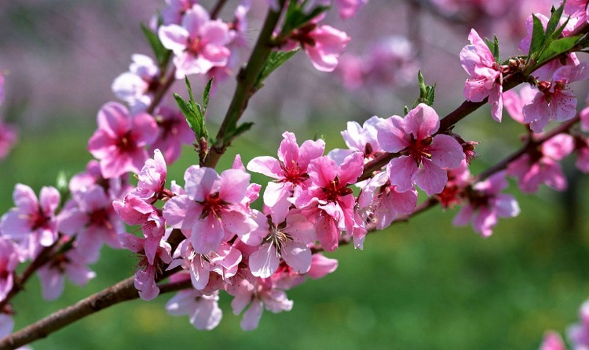 سالی که نکوست از کجایش پیداست / طنزنوشت