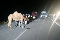 تصادف با شتر 5 مصدوم بر جای گذاشت