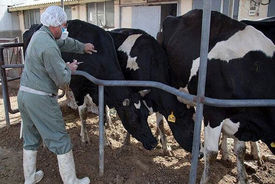 شناسایی سویه جدید تب برفکی در ایران پس از ۴۲ سال/ هشدار سازمان دامپزشکی
