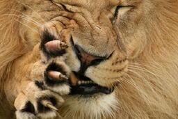حیوانات چگونه درد را حس میکنند / فیلم