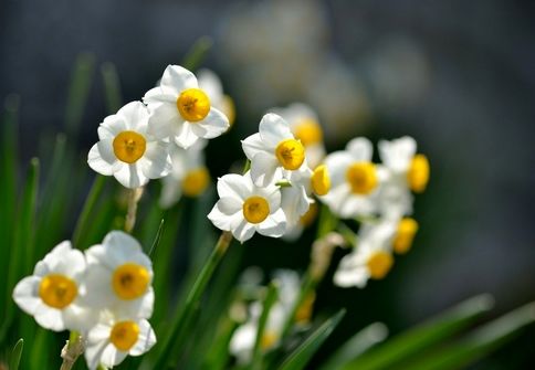 آموزش کاشت گل نرگس در گلدان و نگهداری از آن