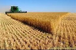 تامین اعتبار ۱۱ هزار میلیارد تومانی برای خرید تضمینی گندم در سال ۹۳