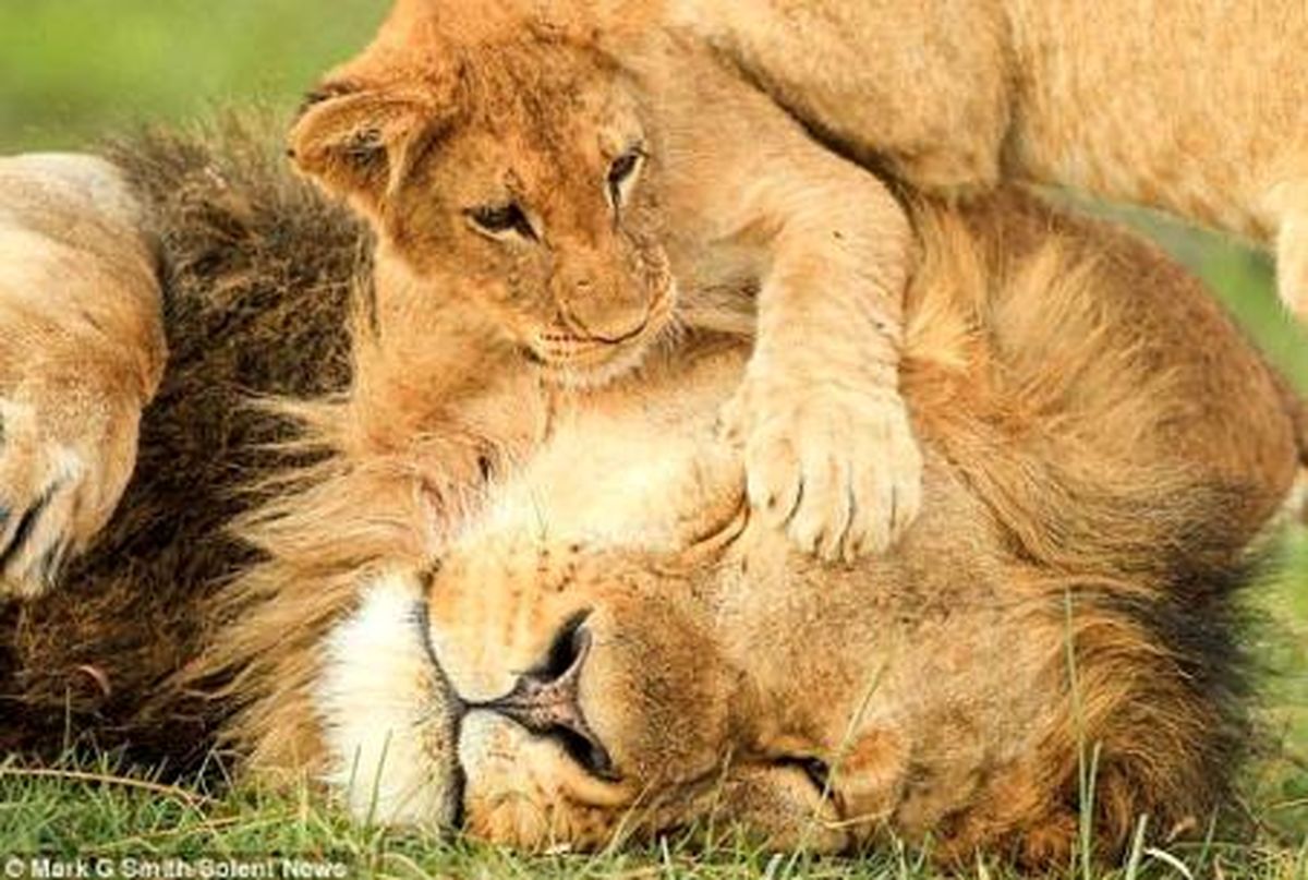 کشتی عاشقانه بچه ها با پدر + تصاویر