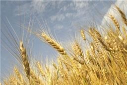 ایران از هند گندم وارد نمی‌کند