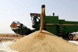 ۶۰۰ میلیارد تومان از پول گندم به حساب کشاورزان واریز شد