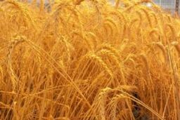 بانک سپه بار دیگر عهده دار خرید تضمینی گندم شد