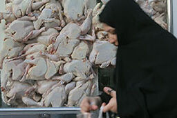 مرغ در سراشیبی ارزانی