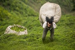 افزایش ۴۱ درصدی قیمت چای در کشور