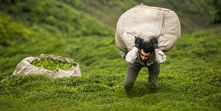 افزایش ۴۱ درصدی قیمت چای در کشور