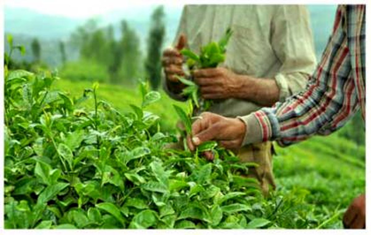 قیمت خرید تضمینی برگ سبز چای افزایش یافت