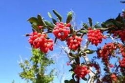 شربتی از زرشک برای رفع مشکلات کبدی