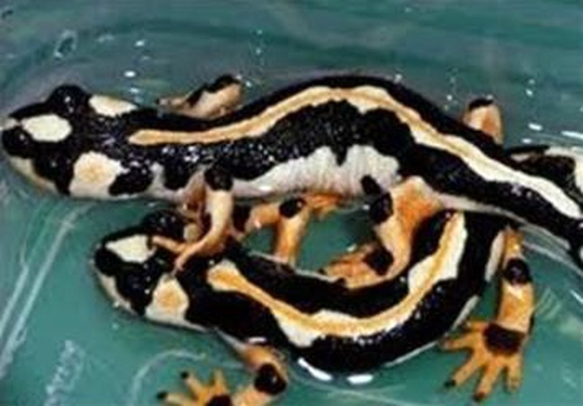 کشف و ضبط تعداد زیادی سمندر لرستانی و مار و لاک پشت در سطح شهر تهران