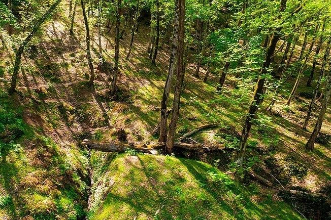 حلقه‌های تهدید بر جنگل‌های هیرکانی