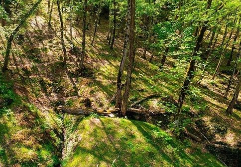 حلقه‌های تهدید بر جنگل‌های هیرکانی