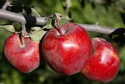 تدابیر کاهش فشارخون بالا از دیدگاه طب سنتی