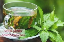 دمنوش گزنه،دشمنی برای سنگ کلیه