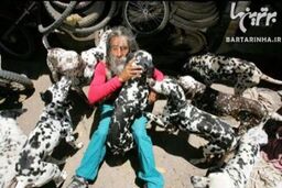 " ۱۰۱ سگ خالدار " در دنیای واقعی! + عکس