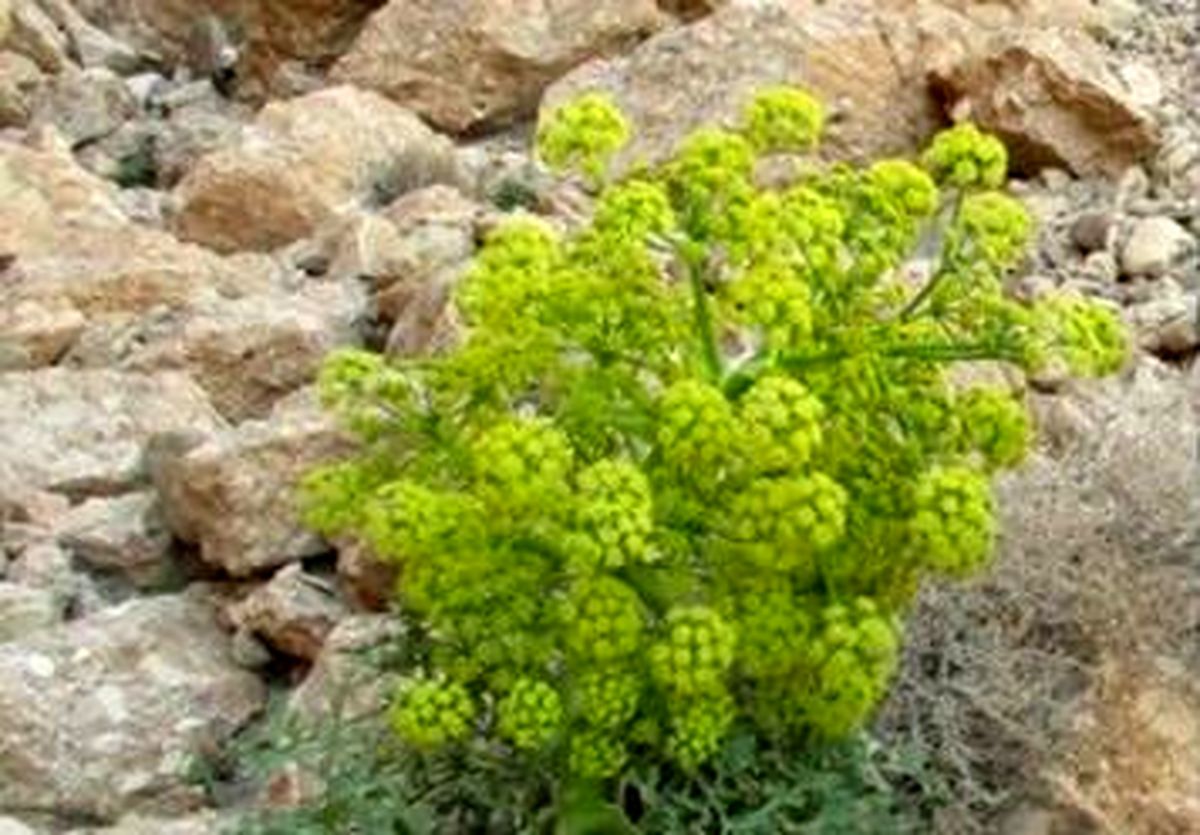 دستگیری تخریب کنندگان پوشش گیاهی منطقه حفاظت شده ورجین