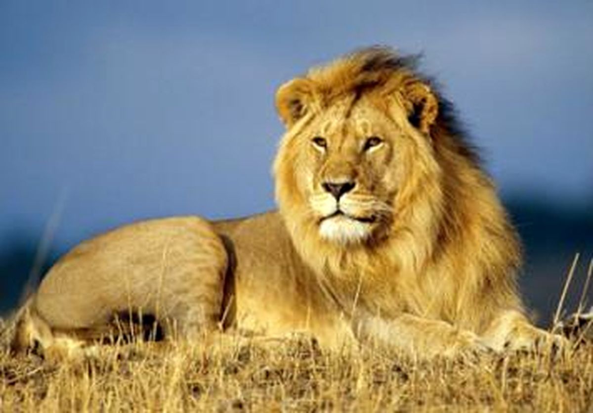 باغ وحش ارم هنوز درخواستی برای ورود ۲ قلاده شیر ایرانی نداده است