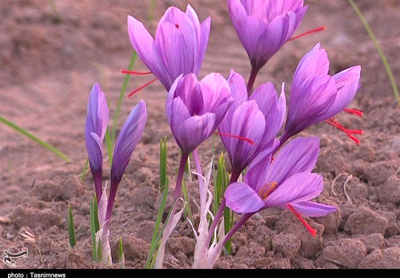 خراسان رضوی| کمتر از 5 درصد گردش مالی زعفران جهان نصیب ایران میشود