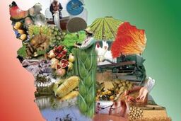 رژیم غذایی مدیترانه ای برای دوری از سرطان