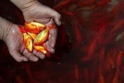 رها سازی ماهی قرمز سفره هفت سین در شهرستان شهریار