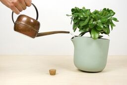 مراقب گلدون اطلسی باش!