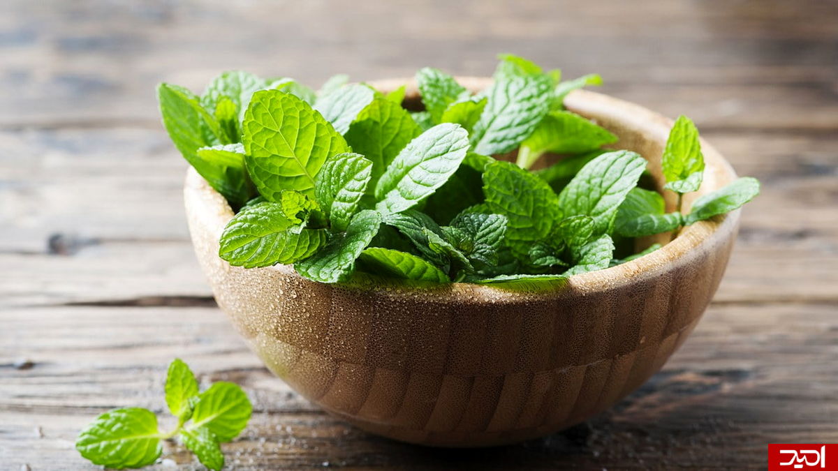 تاثیر شگفت انگیز نعنا برای پوست صورت+آموزش ماسک نعنا