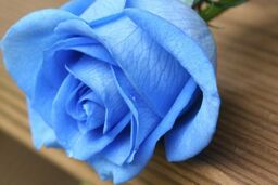 خواص رنگ آبی چیست و چه کاربردی دارد؟