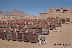 سینمایی در میان بیابان + عکس