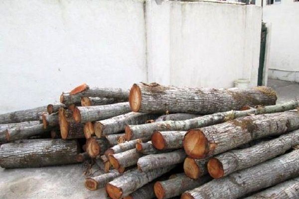 ۶ تُن چوب قاچاق در سیاهکل کشف و ضبط شد
